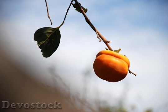Devostock Persimmon Autumn Fruit 698198