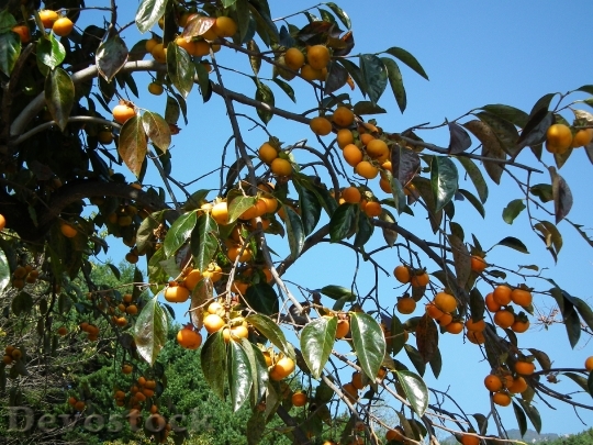 Devostock Persimmon Fruit Autumn 508854