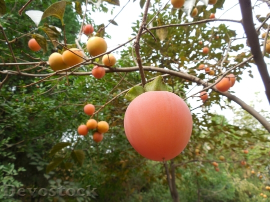 Devostock Persimmon Fruit Tree Healthy