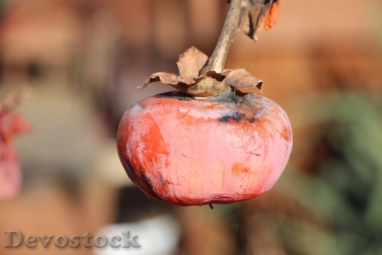 Devostock Persimmon Fruit Winter Nature
