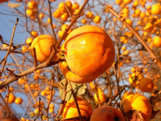Devostock Persimmon Fruits Orange Ripe