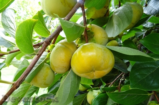 Devostock Perssimon Edible Fruit Diospyros