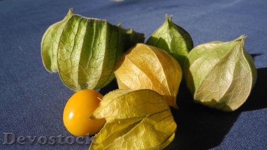 Devostock Physalis Cape Gooseberry Fruit