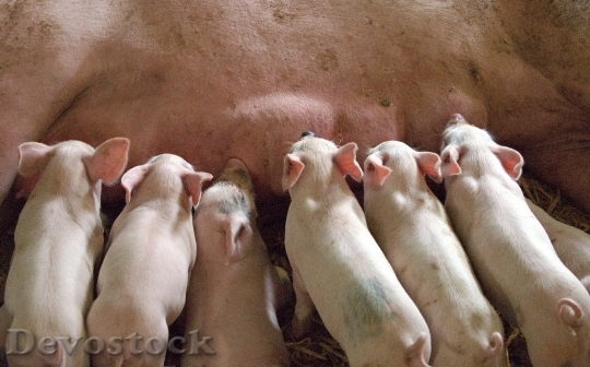 Devostock Piglet Suckling Mother Milk