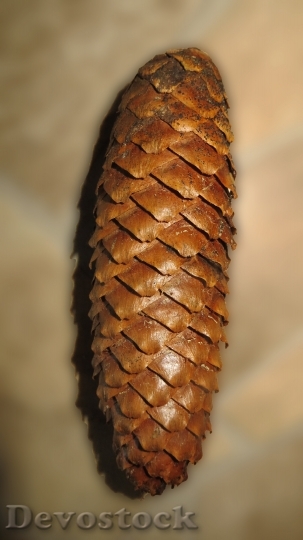 Devostock Pine Cones Tree Fruit 0