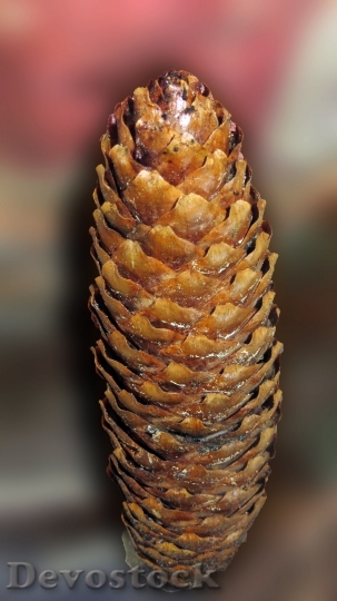 Devostock Pine Cones Tree Fruit 1