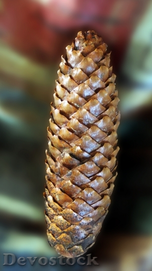 Devostock Pine Cones Tree Fruit