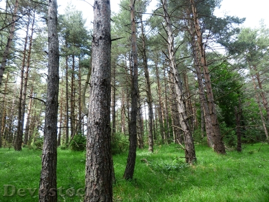 Devostock Pine Forest Forest Trees 0