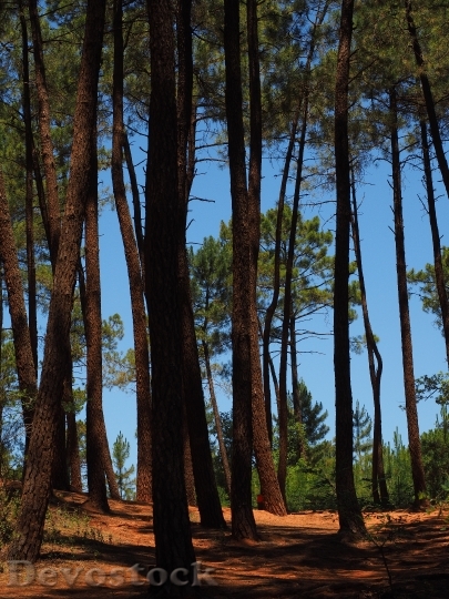 Devostock Pine Forest Pine Trees