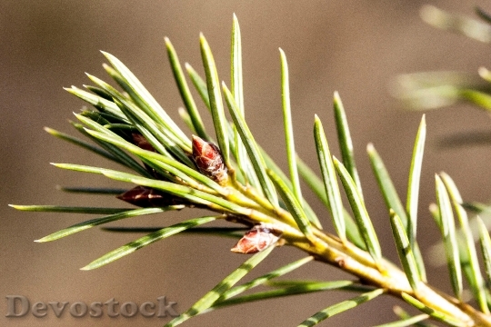 Devostock Pine Needles Spring Fr