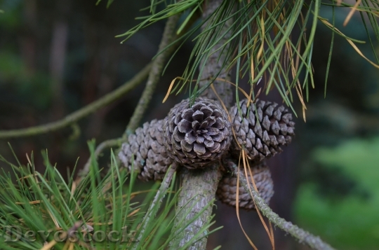 Devostock Pine Pine Cones Tap