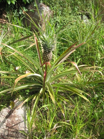 Devostock Pineapple Ananaspglanze Grow Plant