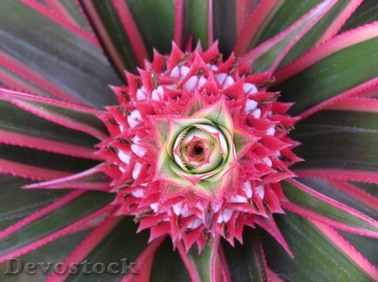 Devostock Pineapple Blossom Flower Pink