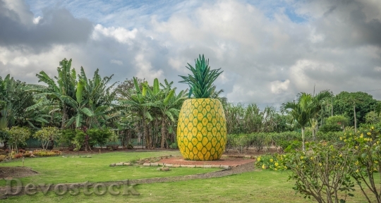 Devostock Pineapple Decoration Dole Plantation