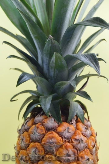 Devostock Pineapple Fresh Raw Plant