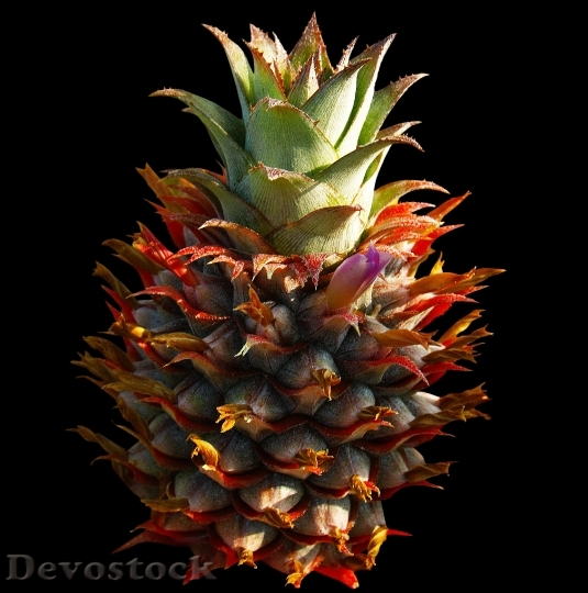 Devostock Pineapple Fruit 239031