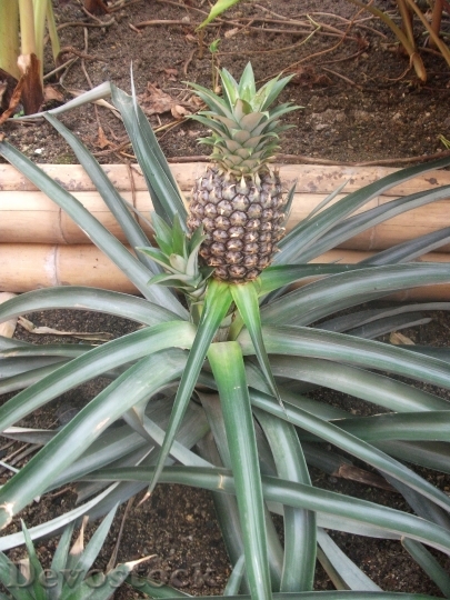 Devostock Pineapple Fruit Food Plant 0