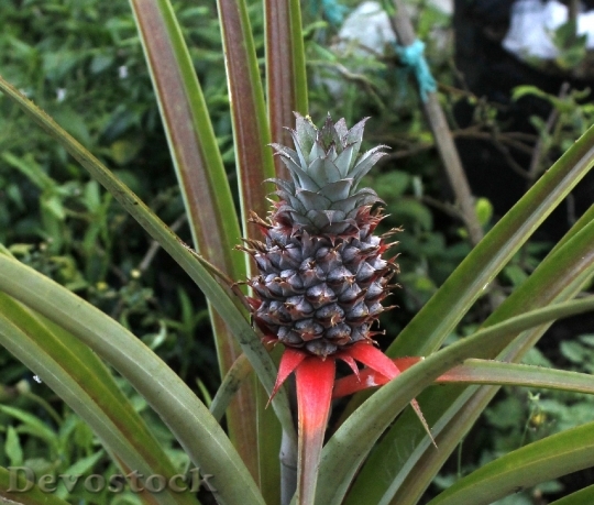 Devostock Pineapple Fruit Plant 1676181