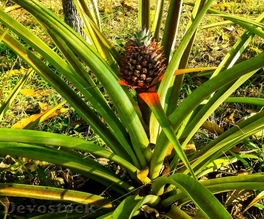 Devostock Pineapple Fruit Plant 205164