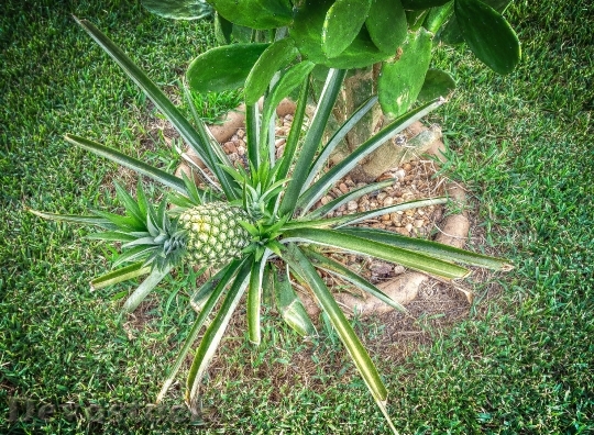Devostock Pineapple Fruit Tropical Exotic