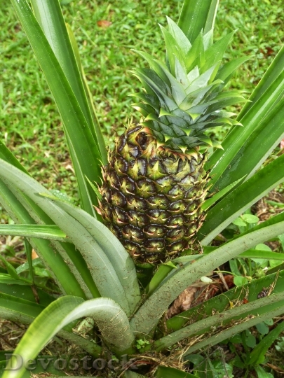 Devostock Pineapple Fruits Sweet Fruit