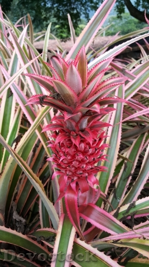 Devostock Pineapple Garden Landscape Fruit