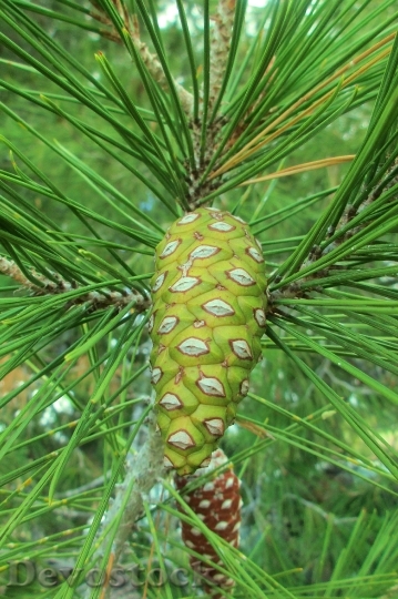 Devostock Pineapple Pine Tree Pine