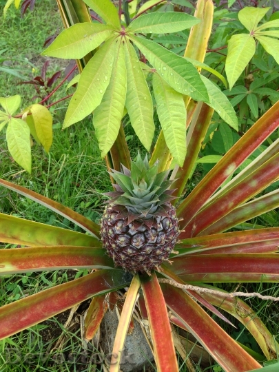 Devostock Pineapple Plant Growing Fruit