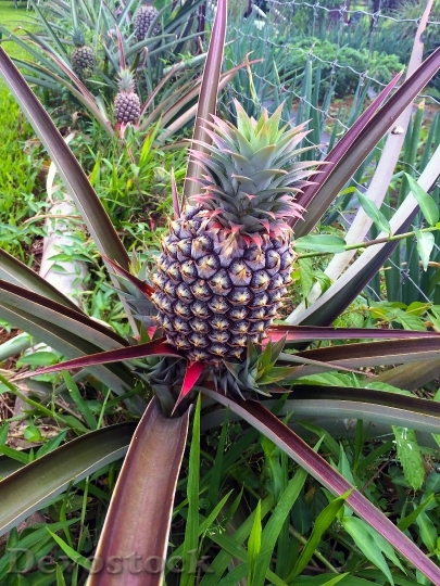 Devostock Pineapple Plant Pineapple Fruit