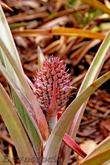 Devostock Pineapple Plant Small Fruit