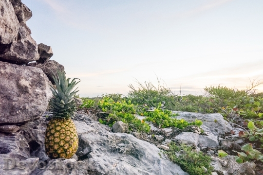 Devostock Pineapple Rocks Fruit Relaxation