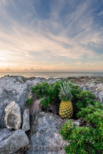 Devostock Pineapple Rocks Sunrise Beach