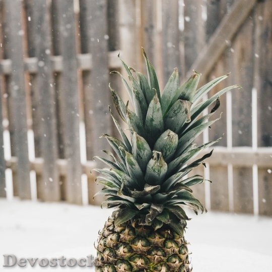 Devostock Pineapple Snow Winter Random