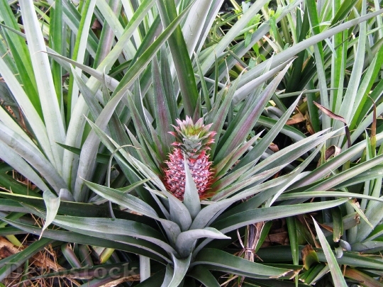 Devostock Pineapple Tropical Fruit Plant