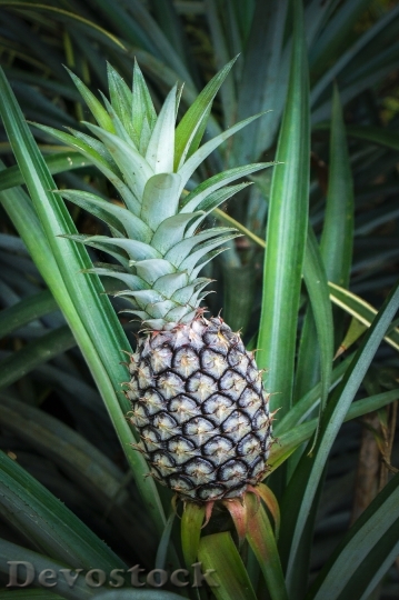 Devostock Pineapple Tropical Fruit Summer