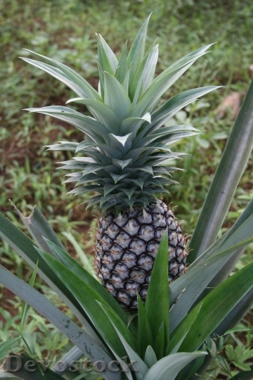 Devostock Pineapple Zanzibar Fruit Plant
