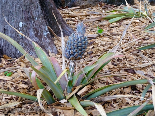 Devostock Pineapples Plants Tropical Fruits