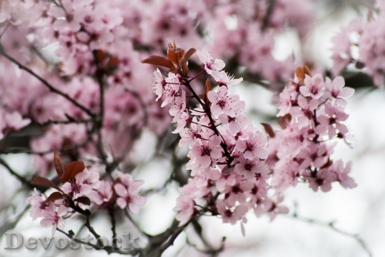 Devostock Pink Cherry Blossom Bloom 1