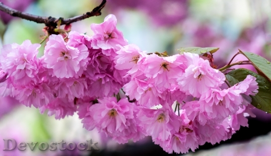 Devostock Pink Cherry Blossom Bloom