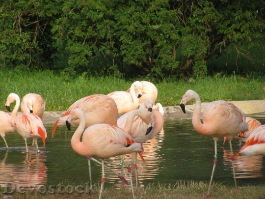 Devostock Pink Flamingo Flock Bathing