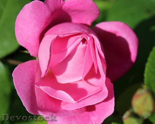 Devostock Pink Rose Roses Red