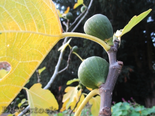Devostock Plant Autumn Fig Golden