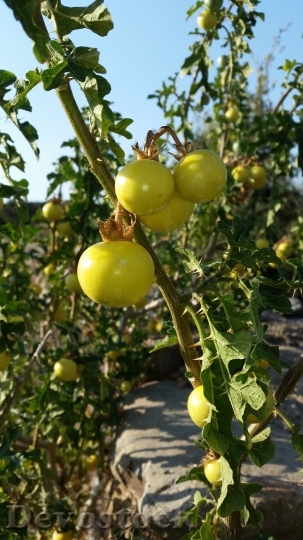 Devostock Plant Fruit Agriculture 1412111