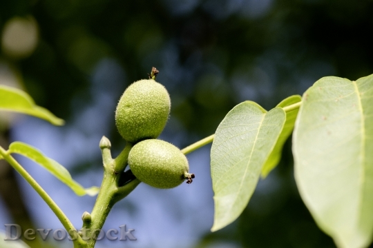 Devostock Plant Fruit Fruits Nature