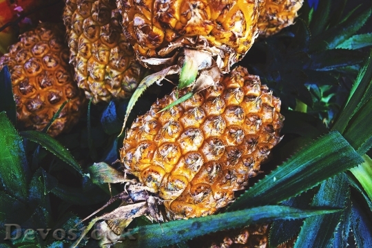Devostock Plant Fruits Pineapple Fresh
