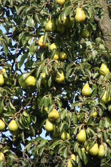 Devostock Plant Pears Fruits Tree