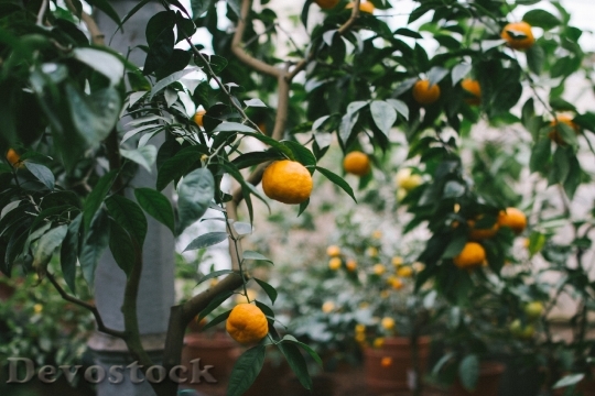 Devostock Plant Tree Oranges Fruits