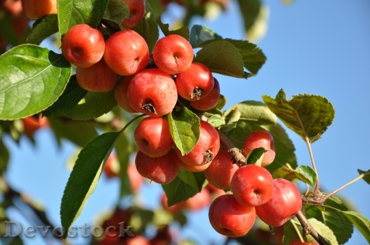 Devostock Plum Fruit Fruit Tree