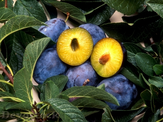 Devostock Plum Plant Fruit Nuclear