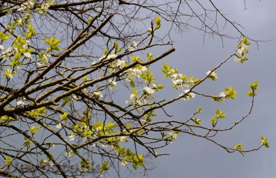 Devostock Plum Tree Flowers Spring